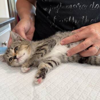 Lola -  Domestic Short Hair Cat for Adoption in Aldie, Virginia - Lola | PetCurious