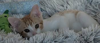 Raul -  Domestic Short Hair Cat for Adoption in Kansas City, Missouri - Raul | PetCurious