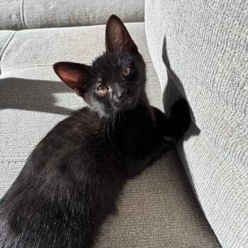 Zero -  Domestic Medium Hair Cat for Adoption in Kenai, Alaska - Zero | PetCurious