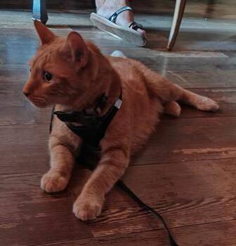 Rescue Domestic Short Hair Cats for Adoption in Lake Ronkonkoma, New York - Charlie | PetCurious