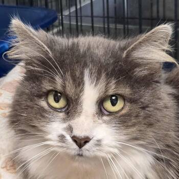 Rescue Tuxedo and Domestic Medium Hair Cats for Adoption in Huntley, Illinois - Sherbert | PetCurious