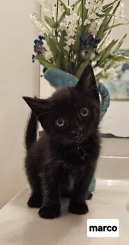 Domestic Short Hair Cats Available for Adoption in Seven Valleys, Pennsylvania - Marco Black | PetCurious
