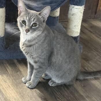 Rescue Domestic Short Hair Cats for Adoption in East Amherst, New York - Sweet Pea | PetCurious