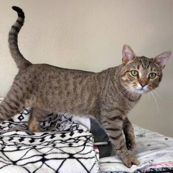 Ozzy -  Domestic Short Hair Cat for Adoption in Monroe, Michigan - Ozzy | PetCurious