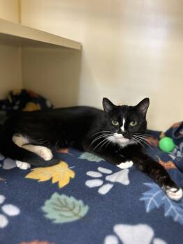 Domestic Short Hair Cats Available for Adoption - Tuna | PetCurious