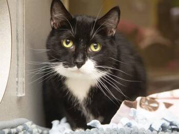 Domestic Short Hair Cats Available for Adoption in Phoenix, Arizona - NIKKI BELLA | PetCurious