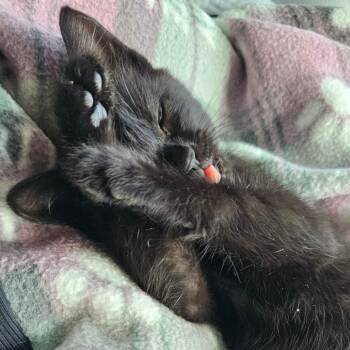 Tarot -  Domestic Short Hair Cat for Adoption in Goleta, California - Tarot | PetCurious