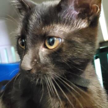 Cooper -  Domestic Short Hair Cat for Adoption in Pittsburgh, Pennsylvania - Cooper | PetCurious