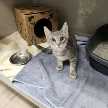 Thomas -  Domestic Medium Hair Cat for Adoption in Saint Charles, Missouri - Thomas | PetCurious