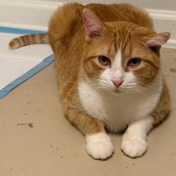 Chuckie -  Domestic Short Hair Cat for Adoption in Houston, Texas - Chuckie | PetCurious