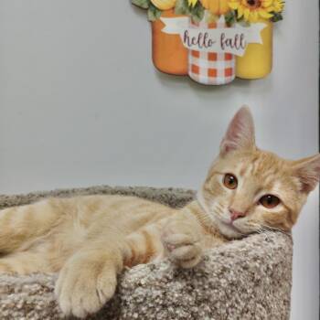 Pilgrim -  Domestic Short Hair Cat for Adoption in York, South Carolina - Pilgrim | PetCurious