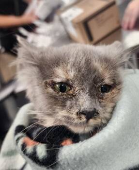 Rocky Road -  Domestic Long Hair Cat for Adoption in Grand Rapids, Michigan - Rocky Road | PetCurious