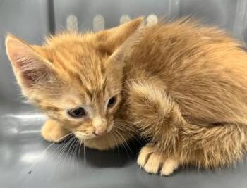 Cobble -  Domestic Short Hair Cat for Adoption in West Chester, Pennsylvania - Cobble | PetCurious