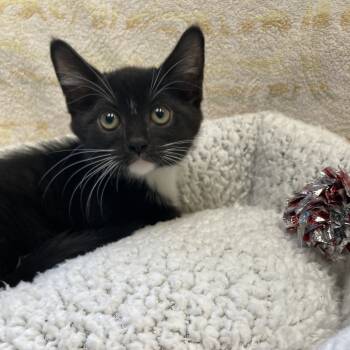 Rescue Domestic Short Hair Cats for Adoption in Hawthorne, California - Hermione | PetCurious