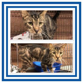 Domestic Short Hair Cats Available for Adoption - ITSY BITSY  | PetCurious