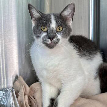 Turbo -  Domestic Short Hair Cat for Adoption in Matteson, Illinois - Turbo | PetCurious
