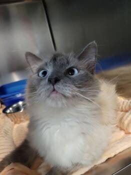 Doe *Deaf* -  Domestic Medium Hair and Siamese Cat for Adoption in Cuyahoga Falls, Ohio - Doe *Deaf* | PetCurious