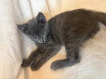 Ac Unit K5 Air Filter -  Domestic Short Hair Cat for Adoption in Sherwood, Oregon - Ac Unit K5 Air Filter | PetCurious