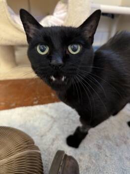 Rescue Domestic Short Hair Cats for Adoption in Salinas, California - Mariposa | PetCurious