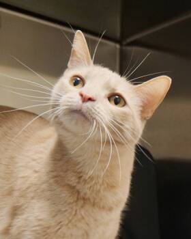 Rescue Domestic Short Hair Cats for Adoption in Fishers, Indiana - Apricot Jam | PetCurious