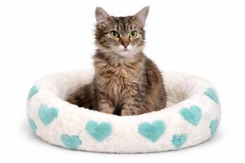 Domestic Long Hair Cats Available for Adoption - PEDRO | PetCurious