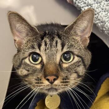 Bandit -  Domestic Short Hair Cat for Adoption in Lansing, Michigan - Bandit | PetCurious