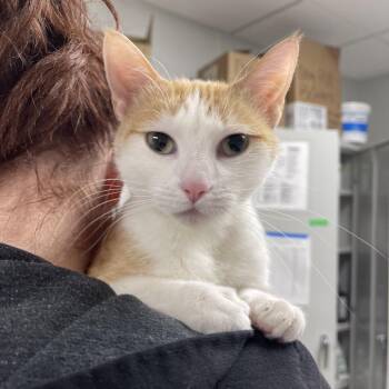 Domestic Short Hair Cats Available for Adoption - Mel | PetCurious