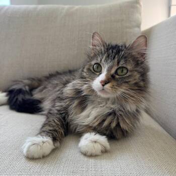 Domestic Medium Hair Cats Available for Adoption in Evansville, Indiana - Hazel | PetCurious