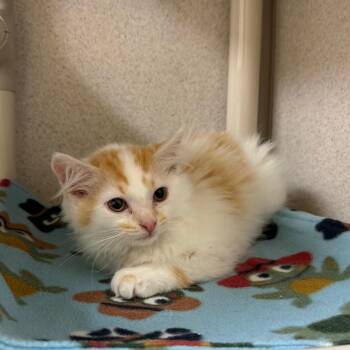 Domestic Long Hair Cats Available for Adoption in Naperville, Illinois - Colby Jack | PetCurious