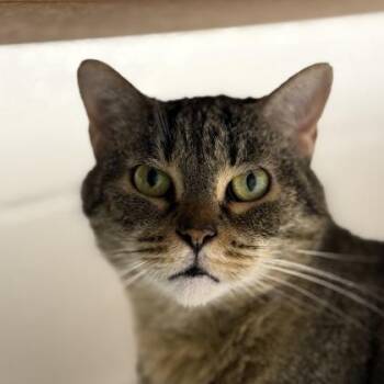 Domestic Short Hair Cats Available for Adoption in Largo, Florida - Fuzzibottoms | PetCurious