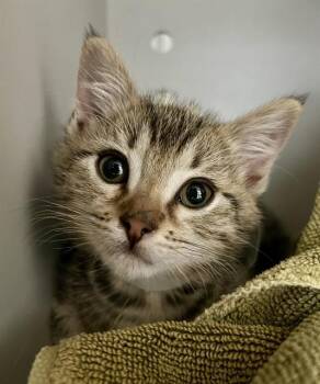 Domestic Short Hair Cats Available for Adoption in San Francisco, California - FERDIE | PetCurious