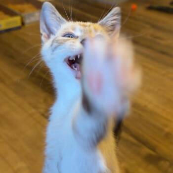 Oolong -  Domestic Short Hair Cat for Adoption in Jarrettsville, Maryland - Oolong | PetCurious