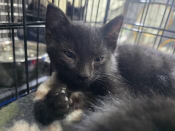 Rescue Domestic Short Hair Cats for Adoption in Minot, North Dakota - Mocha | PetCurious