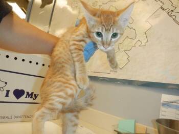 A1408572 -  Domestic Short Hair Cat for Adoption in San Jose, California - A1408572 | PetCurious