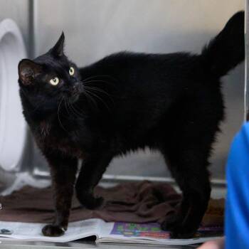 Ellen -  Domestic Short Hair Cat for Adoption in Memphis, Tennessee - Ellen | PetCurious
