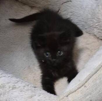 Domestic Short Hair Cats Available for Adoption in Liverpool, Texas - Glory | PetCurious