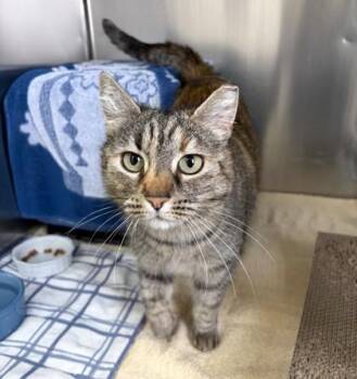 Domestic Medium Hair and Domestic Short Hair Cats Available for Adoption - Angie | PetCurious