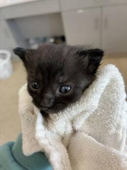 Amethyst -  Domestic Short Hair Cat for Adoption in Lafayette, Indiana - Amethyst | PetCurious