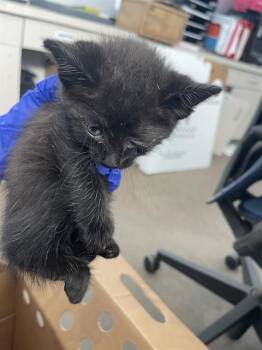 PADDY -  Domestic Short Hair Cat for Adoption in Dallas, Texas - PADDY | PetCurious