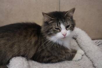 Rescue Domestic Short Hair Cats for Adoption in Rossville, Tennessee - Tansy | PetCurious