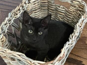 Binx -  Domestic Short Hair Cat for Adoption in Cumming, Georgia - Binx | PetCurious