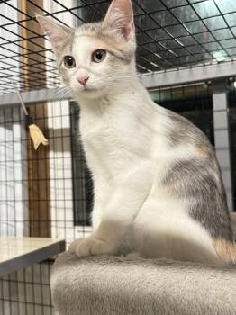 Maple (Courtesy Listing) -  Domestic Short Hair Cat for Adoption in Williamsburg, Iowa - Maple (Courtesy Listing) | PetCurious