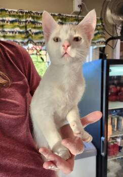 Buzz -  Domestic Short Hair Cat for Adoption in East Greenville, Pennsylvania - Buzz | PetCurious