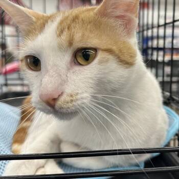Perry (Peachy) -  Domestic Short Hair Cat for Adoption in Greenfield, Indiana - Perry (Peachy) | PetCurious
