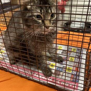 Rescue Domestic Short Hair Cats for Adoption in Modesto, California - LILY | PetCurious