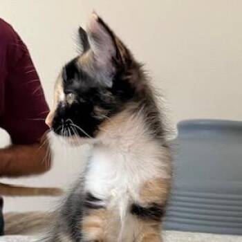 Brittney -  Domestic Medium Hair Cat for Adoption in Las Vegas, Nevada - Brittney | PetCurious