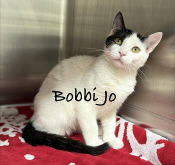 Bobbie Jo -  Domestic Short Hair Cat for Adoption in Pawleys Island, South Carolina - Bobbie Jo | PetCurious