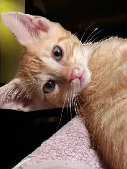 Skittles -  Domestic Short Hair Cat for Adoption in North Richland Hills, Texas - Skittles | PetCurious