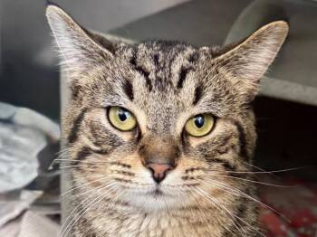 Tabby Cats Available for Adoption in Powell, Ohio - Clawdratic Formula | PetCurious