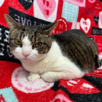 Domestic Short Hair Cats Available for Adoption - Stitch | PetCurious